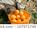 A person who harvests red madonna and puts it in a basket 107971748