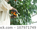 The person who harvests the red madonna 107971749