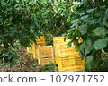 Red Madonna harvested and placed in a container 107971752