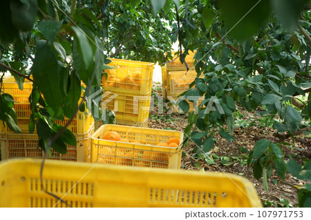 收成紅色聖母並放入容器中 107971753
