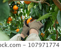 A person harvesting Red Madonna with scissors 107971774