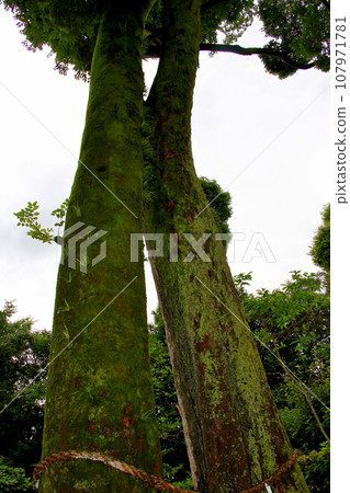 In-demand cultural property: former Mitsui family Shimogamo villa, couple’s paku in the garden 107971781
