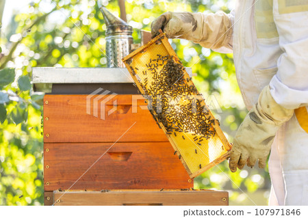 Beekeeper holding honey comb or frame with full of bees on his huge apiary, beekeeping concept 107971846