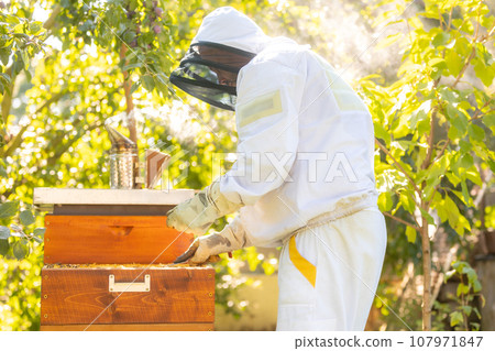 Beekeeper doing maintenance on his huge apiary, removing old medication from honey comb, beekeeping concept 107971847