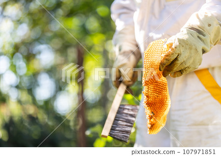 Beekeeper holding fresh bee wax from his apiary, beekeeping concept 107971851