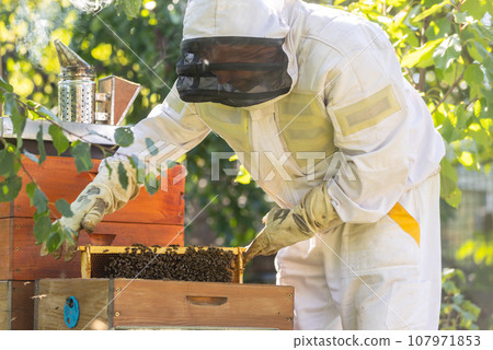Beekeeper holding honey comb or frame with full of bees on his huge apiary, beekeeping concept Beekeeper holding honey comb or frame with full of bees on his huge apiary, beekeeping concept 107971853