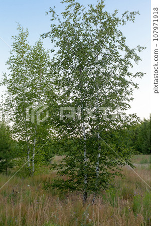 Footpath through Natural Forest of Beech Trees illuminated by Sunbeams through Fog. 107971918