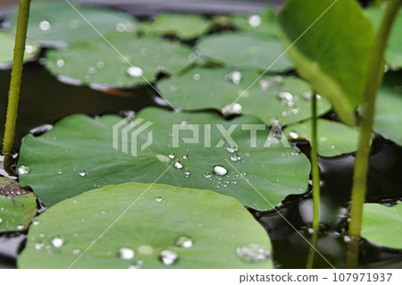 Polka dots collected on lotus leaves Polka dots collected on lotus leaves 107971937