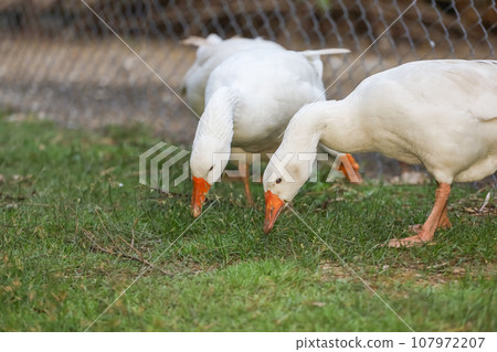 The goose is eatting grass on the garden 107972207