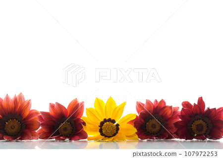 Beautiful red and yellow Gazania flowers on white background. Beautiful red and yellow Gazania flowers on white background. 107972253