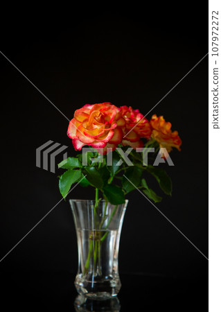 Flowers of beautiful blooming red rose on black background. Flowers of beautiful blooming red rose on black background. 107972272
