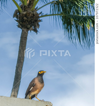 Common myna or Indian myna, Acridotheres tristis, in Phuket, Thailand Common myna or Indian myna, Acridotheres tristis, in Phuket, Thailand 107972322