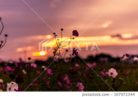 宇宙在夕陽中染色 宇宙在夕陽中染色 107972344