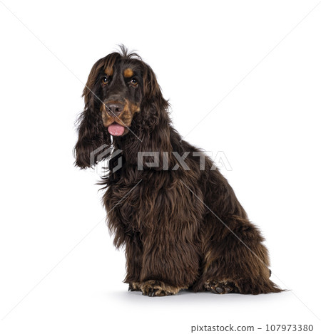 Cocker Spaniel on white background Cocker Spaniel on white background 107973380
