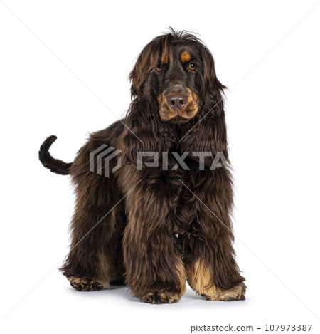 Cocker Spaniel on white background Cocker Spaniel on white background 107973387