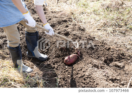 一個人在地裡挖地瓜 107973466