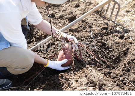 A man digging sweet potatoes in the field A man digging sweet potatoes in the field 107973491