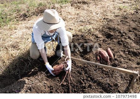 A man digging sweet potatoes in the field 107973498