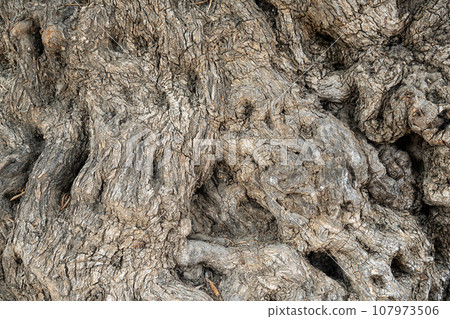 Wonderful ancient Palestinian or Israeli olive tree trunk texture Wonderful ancient Palestinian or Israeli olive tree trunk texture 107973506