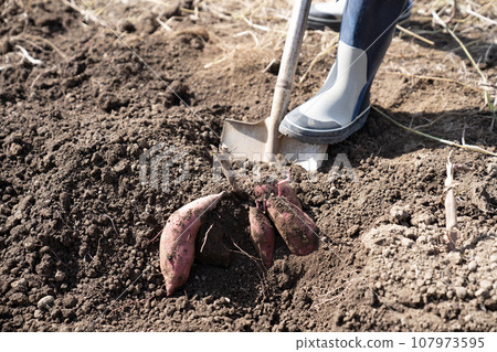 A man digging sweet potatoes in the field 107973595