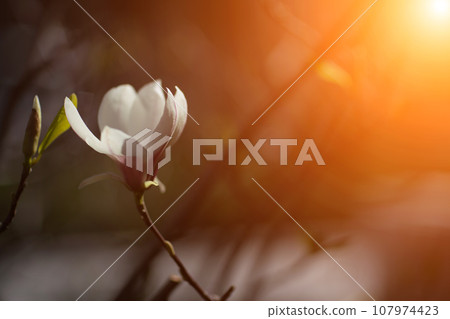 White Magnolia flower blooming on background of blurry white Magnolia on Magnolia tree White Magnolia flower blooming on background of blurry white Magnolia on Magnolia tree 107974423