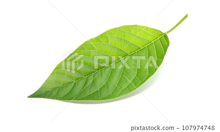 Common green leaf plant isolated on white. Common green leaf plant isolated on white. 107974748