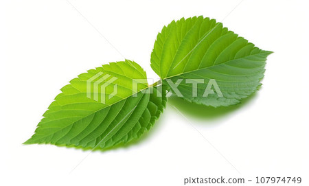 Raspberry Or Blackberry Leaf isolated on white background. Raspberry Or Blackberry Leaf isolated on white background. 107974749
