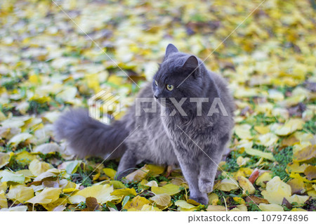 Gray british cat on background of yellow apricot leaves - outdoors Gray british cat on background of yellow apricot leaves - outdoors 107974896