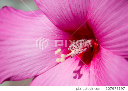Beautiful scarlet hibiscus close up, flower gift 107975197