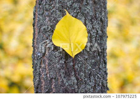 Beautiful leaf on tree trunk - nature, place for an inscription 107975225