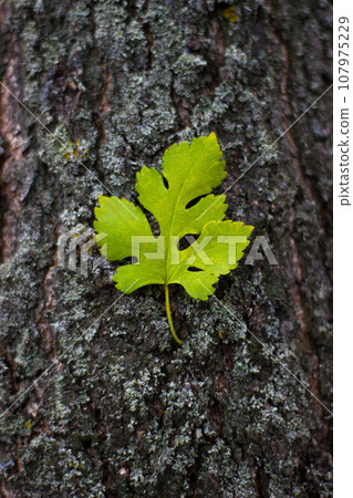 Beautiful leaf on tree trunk - nature, place for an inscription 107975229