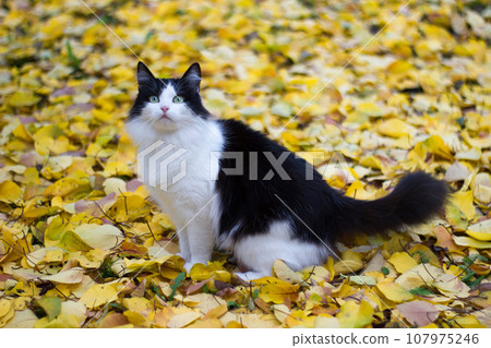 Black and white kitty against background of yellow leaves - autumn Black and white kitty against background of yellow leaves - autumn 107975246