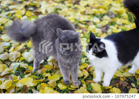 Black and white kitty and gray british cat on nature Black and white kitty and gray british cat on nature 107975247