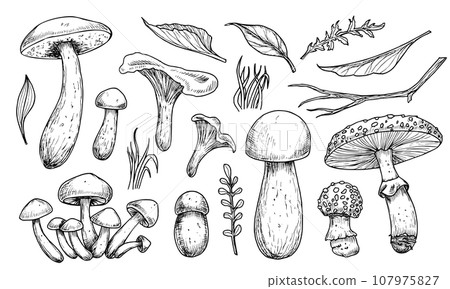 Mushrooms vector set. Hand drawn vector illustration of fungus in black and white colors. Drawing of boletus and fly agaric in line art style. Sketch of forest porcini and champignons group. Mushrooms vector set. Hand drawn vector illustration of fungus in black and white colors. Drawing of boletus and fly agaric in line art style. Sketch of forest porcini and champignons group. 107975827