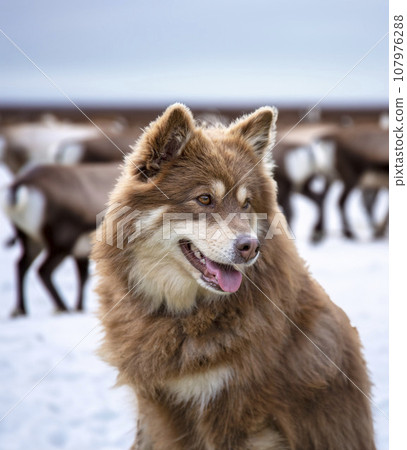 Finnish Lapphund in nature 107976288