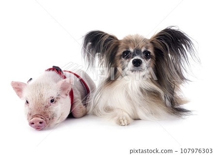 miniature pig and papillon dog 107976303