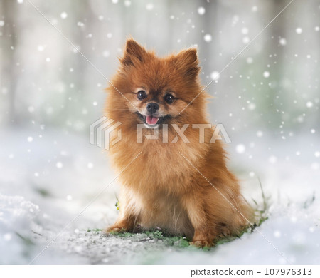 young pomeranian in nature 107976313