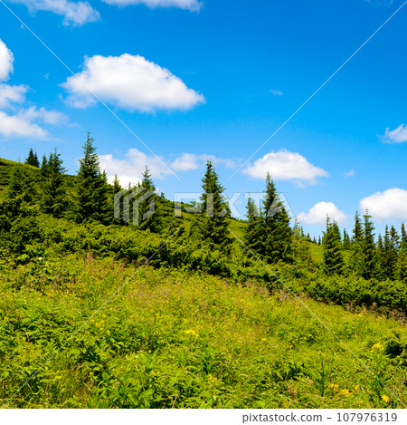 Beautiful pine trees on background high mountains. Beautiful pine trees on background high mountains. 107976319