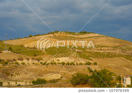 Olive Groves - Malaga - Spain 107976399