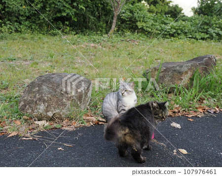 Friendly cats playing in the park Friendly cats playing in the park 107976461