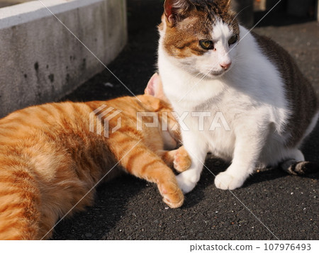 Cat grooming Cat grooming 107976493