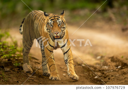 wild bengal male tiger or panthera tigris head on walking in natural green background looking straight into eyes in winter morning safari at ranthambore national park forest reserve rajasthan india 107976729