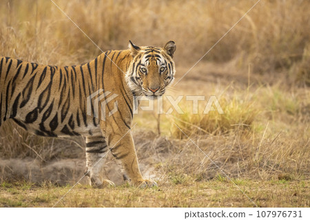 wild indian male bengal tiger or panthera tigris fine art portrait side profile and full face eye contact in evening safari bandhavgarh national park forest tiger reserve umaria madhya pradesh india 107976731