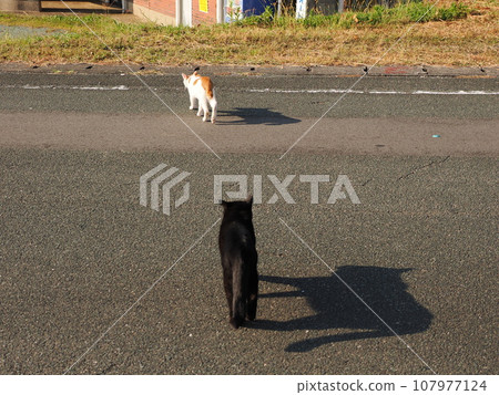 Kitten basking in the sun Kitten basking in the sun 107977124