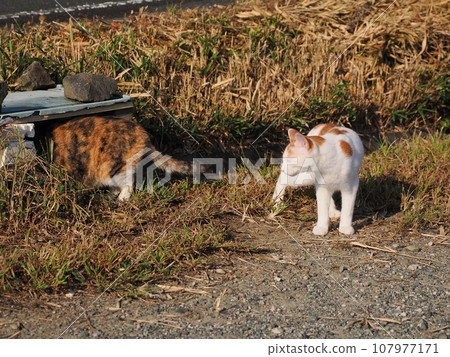 Kitten basking in the sun Kitten basking in the sun 107977171