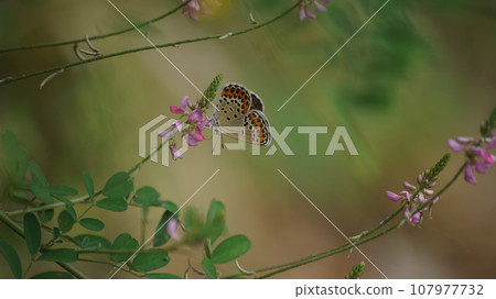 A female of the common corbicula that sucks the nectar of a komatsunagi 107977732