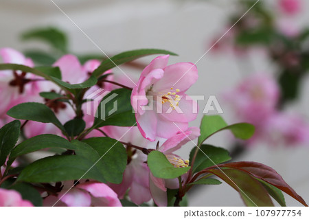 Hana Ha Tang 107977754