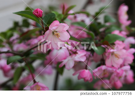 Hana Ha Tang Hana Ha Tang 107977756