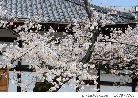 Akiyoshino in full bloom 107977763