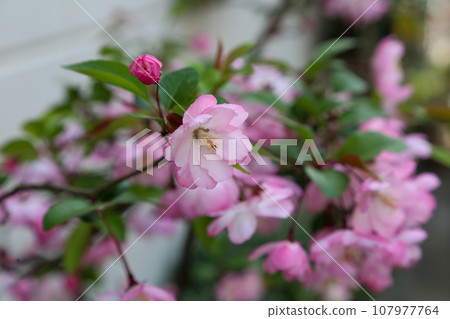 Hana Ha Tang Hana Ha Tang 107977764